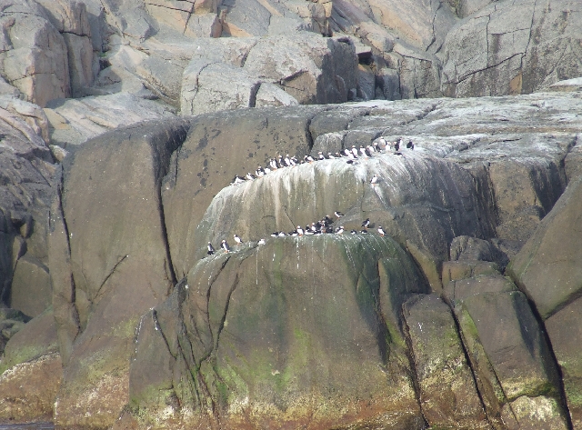More Birds.JPG